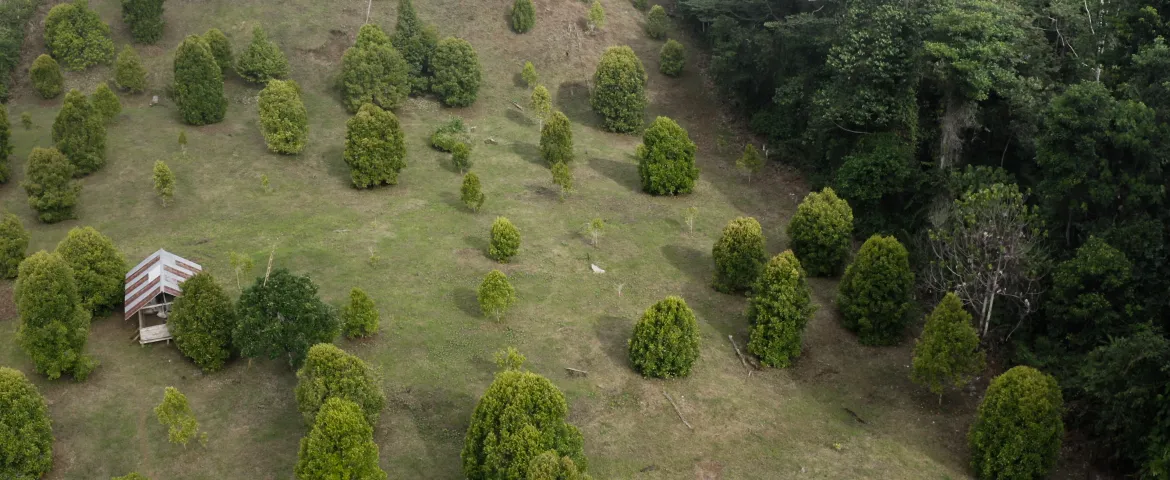 MDK Nature
